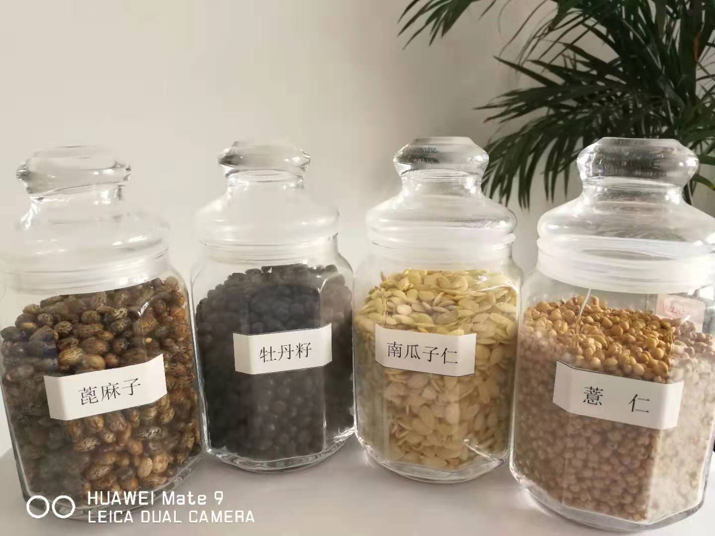 浙江低温冷榨油茶籽油