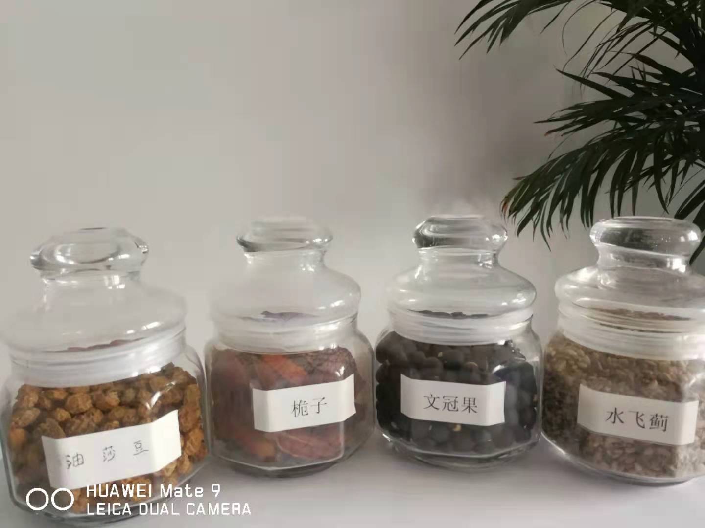 浙江食用甜杏仁油